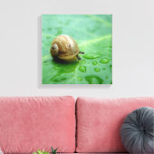 Baby Snail Leinwanddruck (Insitu (Wohnzimmer))