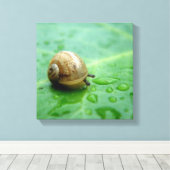 Baby Snail Leinwanddruck (Insitu (Holzboden))
