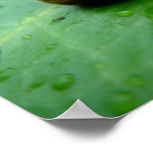 Baby Snail Poster (Ecke)