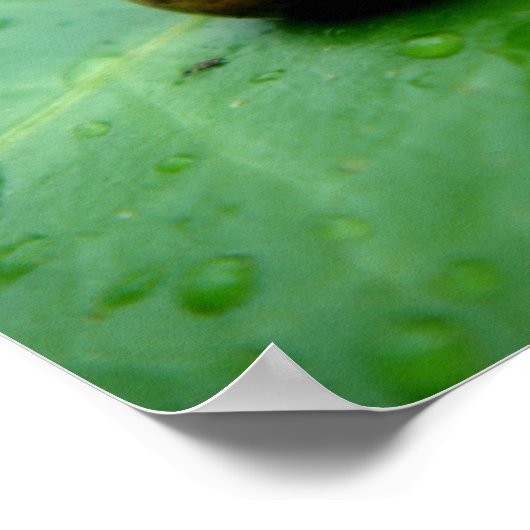 Baby Snail Poster (Ecke)