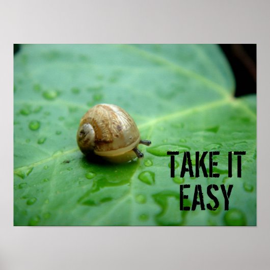 Baby Snail Poster (Vorne)