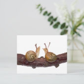 Baby Snail Talk Postcard Postkarte (Stehend Vorderseite)