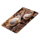 Baby Snails Magnet (Linke Seite)
