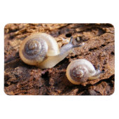 Baby Snails Magnet (Horizontal)
