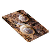 Baby Snails Magnet (Rechte Seite)