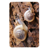 Baby Snails Magnet (Vertikal)