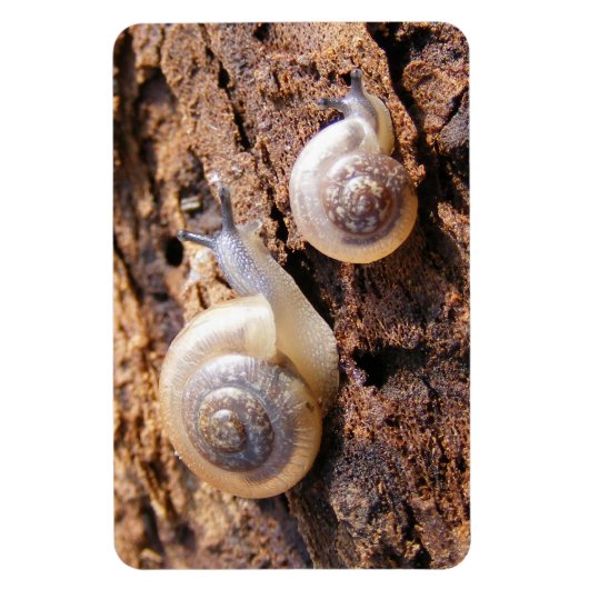 Baby Snails Magnet (Vertikal)