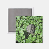 Baby Snapping Turtle Magnet (Vorderseite/Rückseite)