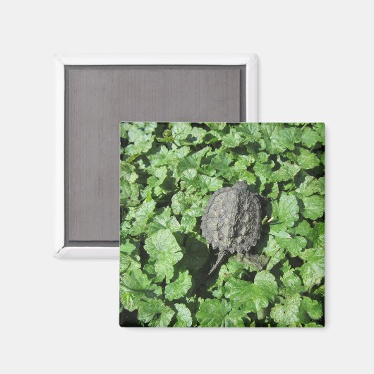 Baby Snapping Turtle Magnet (Vorderseite/Rückseite)