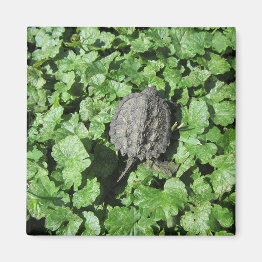 Baby Snapping Turtle Magnet (Vorne)