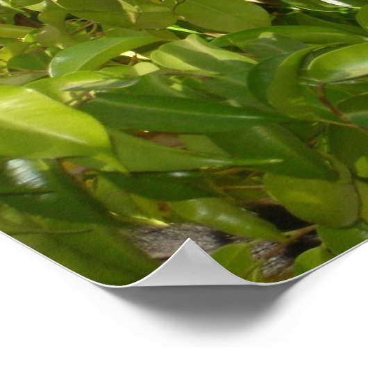 Baby Squirrel Monkey Poster (Ecke)