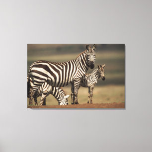 Baby Steppenzebra mit Mutter Leinwanddruck