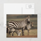 Baby Steppenzebra mit Mutter Postkarte (Vorne/Hinten)