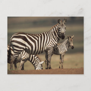 Baby Steppenzebra mit Mutter Postkarte