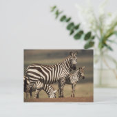 Baby Steppenzebra mit Mutter Postkarte (Stehend Vorderseite)