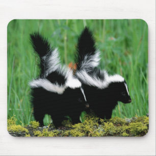 Baby-Stinktiere im Gras Mousepad