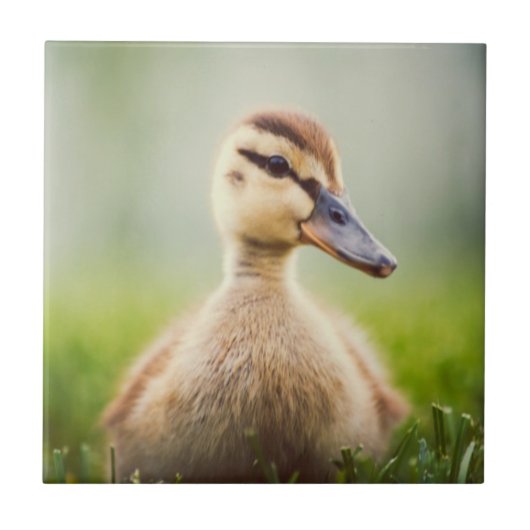 Baby-Stockenten-Ducken Fliese (Vorderseite)