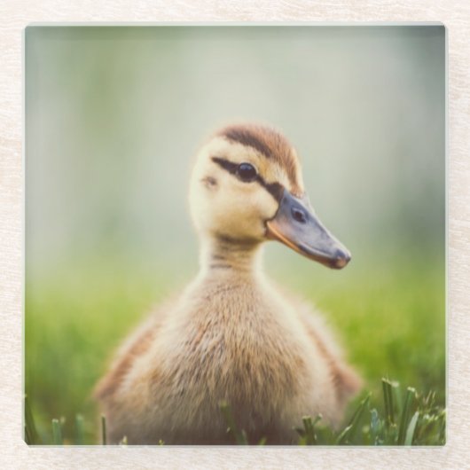 Baby-Stockenten-Ducken Glasuntersetzer (Vorderseite)