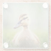 Baby-Stockenten-Ducken Glasuntersetzer (Rückseite)