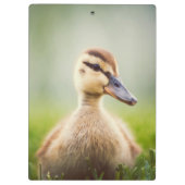 Baby-Stockenten-Ducken Klemmbrett (Rückseite)