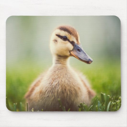 Baby-Stockenten-Ducken Mousepad (Vorne)