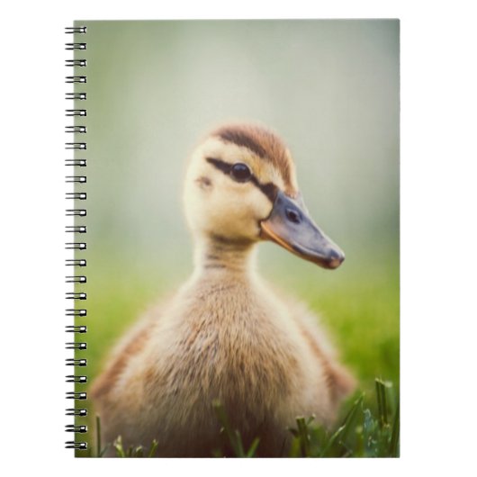 Baby-Stockenten-Ducken Notizblock (Vorderseite)