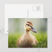 Baby-Stockenten-Ducken Postkarte (Vorne/Hinten)