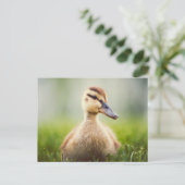 Baby-Stockenten-Ducken Postkarte (Stehend Vorderseite)