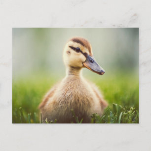 Baby-Stockenten-Ducken Postkarte