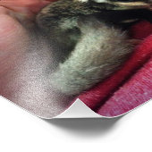 Baby Sugar Glider Print Fotodruck (Ecke)