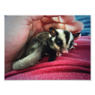 Baby Sugar Glider Print Fotodruck
