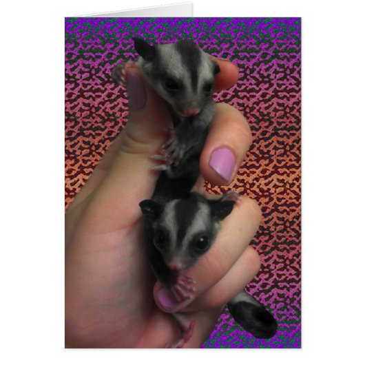 Baby Sugar Gliders Card Erwartet Zwillingskarte (Vorne)