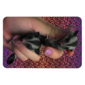 Baby Sugar Gliders Foto Magnet (Horizontal)