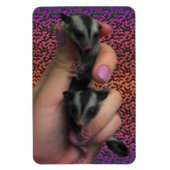 Baby Sugar Gliders Foto Magnet (Vertikal)