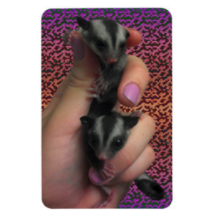 Baby Sugar Gliders Foto Magnet