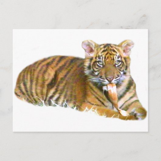 Baby Sumatran Cub_ Postkarte (Vorderseite)