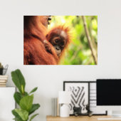 Baby Sumatran Orangutan Poster (Heimbüro)