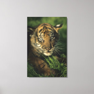 Baby Sumatran Tiger Leinwanddruck