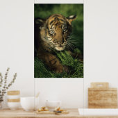 Baby Sumatran Tiger Poster (Küche)