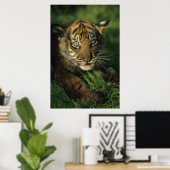 Baby Sumatran Tiger Poster (Heimbüro)