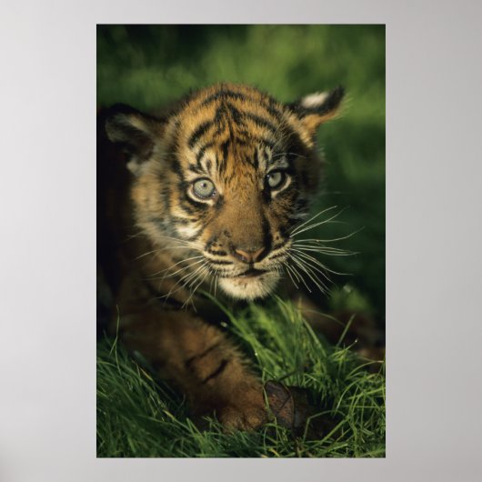 Baby Sumatran Tiger Poster (Vorne)