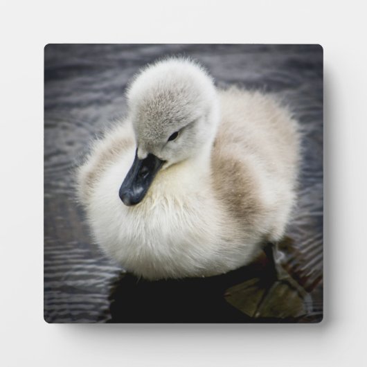 Baby Swan | Cygnet Fotoplatte (Vorderseite)