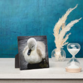Baby Swan | Cygnet Fotoplatte (InSitu)