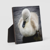 Baby Swan | Cygnet Fotoplatte (Vorderseite)