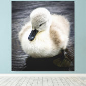 Baby Swan | Cygnet Leinwanddruck (Insitu (Holzboden))