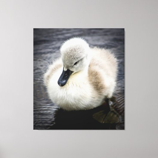 Baby Swan | Cygnet Leinwanddruck (Vorderseite)
