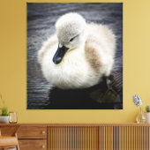 Baby Swan | Cygnet Leinwanddruck (Insitu (Wohnzimmer))