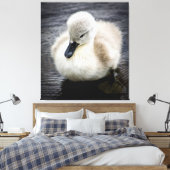 Baby Swan | Cygnet Leinwanddruck (Insitu (Schlafzimmer))