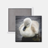 Baby Swan | Cygnet Magnet (Vorderseite/Rückseite)