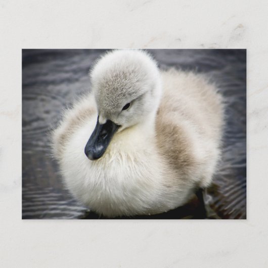 Baby Swan | Cygnet Postkarte (Vorderseite)